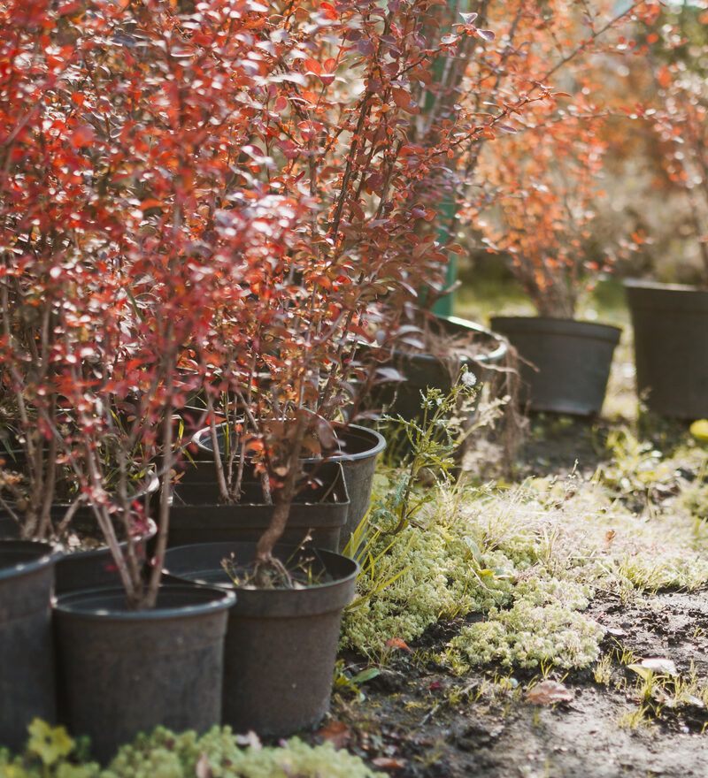 Kleurrijke seizoensbeplanting
